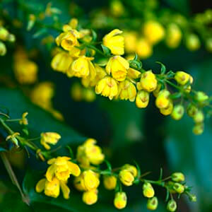 ヒイラギナンテン